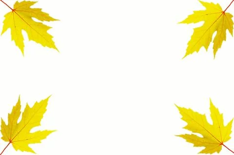 Four Autumn leafs of maple Stock Photos