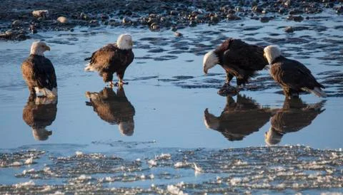 Four bald eagles with reflections Stock Photos