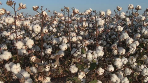 Four bale cotton field as camera booms up to see entire field, 4K. Stock Footage 142002463