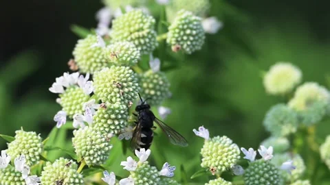 Four-banded Stink Bug Wasp feeding on a Mountain Mint plant Stock Footage 343689890