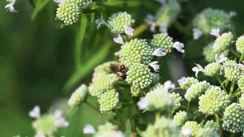 Four-banded Stink Bug Wasp feeding on a Mountain Mint plant Stock Footage 343689892