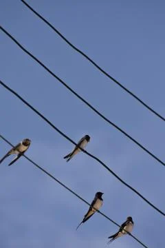 Four Barn Swallows Stock Photos