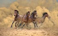 Four Bay Horses Run Fast From The Dust Storm Stock Photos
