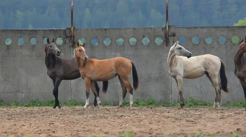 Four beautiful horses Stock Footage 64629698