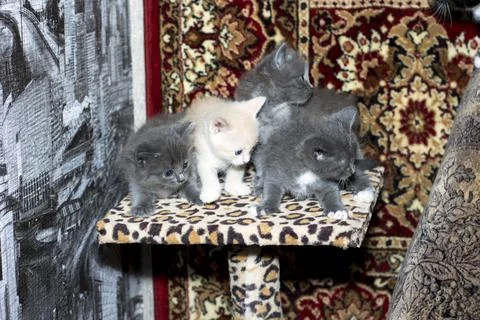 Four beautiful kittens on a scratching post Stock Photos