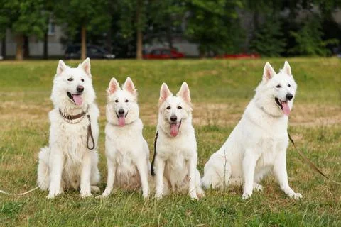 Four beautiful white Swiss shepherds Fotos Stock