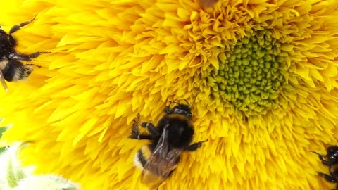 Four bees bumblebees on bright yellow flower Video stock 78099829
