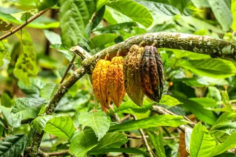 Four big cacao beans hanging from cacao tree branch Stock Photos