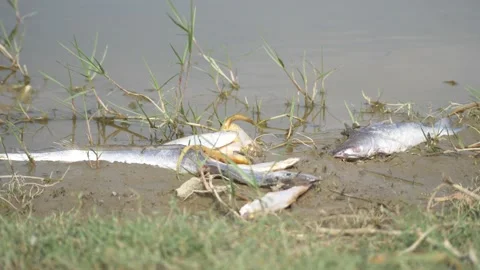 Four big dead eels and fishes lying lifelessly at the brink of a river Video stock 225690209