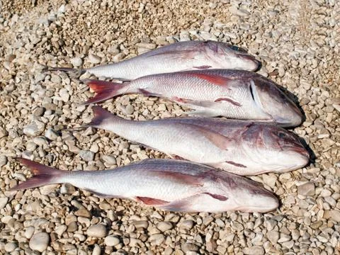 Four big fish on the beach Stock Photos