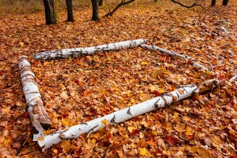 Four birch trunks or logs on fallen leaves ground in forest. Empty camp stop  Stock-Fotos