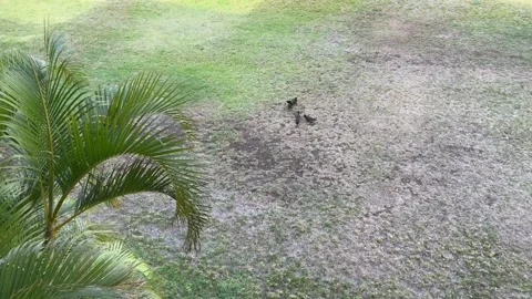 Four birds fighting in different pairs, followed by continuous nodding Stock Footage 306336194