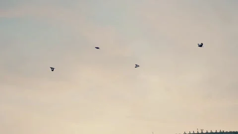 Four birds fly in the sky during sunset. Stock Footage 224295058