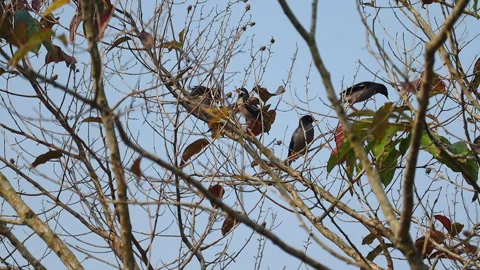 Four Birds Perched on Tree Branches in Natural Forest Environment Stock Footage 325186027