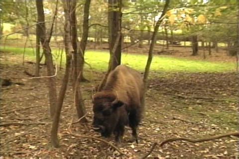 Four Bison in the Forest Stock Footage 41834891