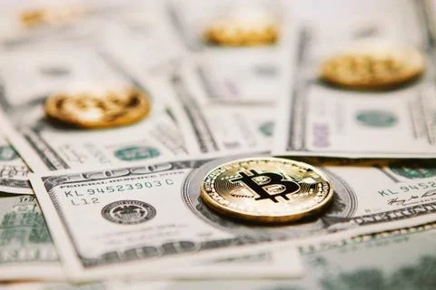 Four bitches from the side 库存照片