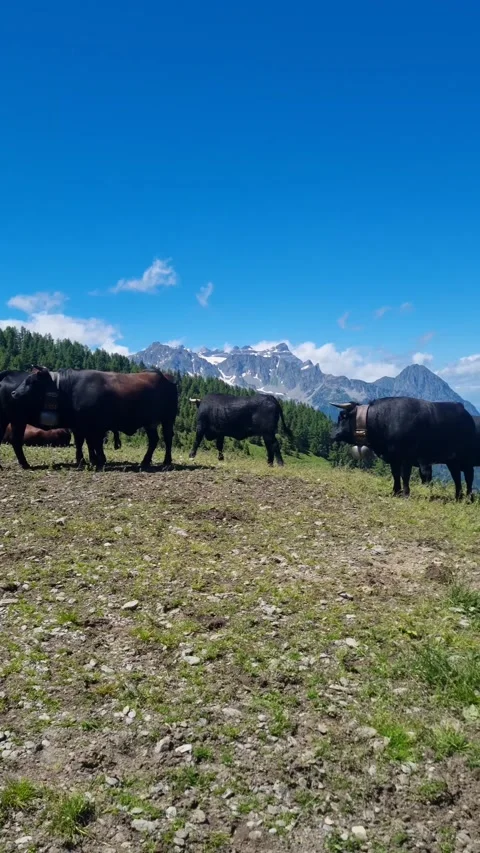 Four black cows are standing on the meadow eating grass. The Eringer cows  Stock Footage 284453103
