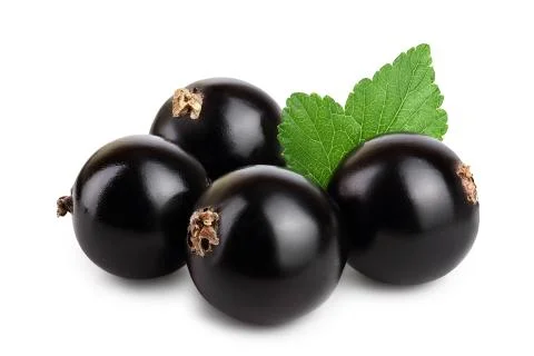 Four black currant with leaf isolated on white background Stock Photos