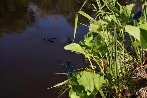 Four black dragonflies flutter over the water and marsh grasses in mating d.. Stock Photos