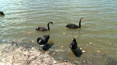 Four black swans in a lake Stock Footage