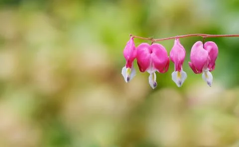 Four bleeding hearts Stock Photos