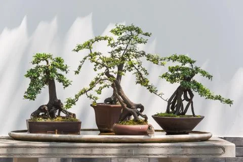 Four bonsai trees on a table with a bird Foto stock