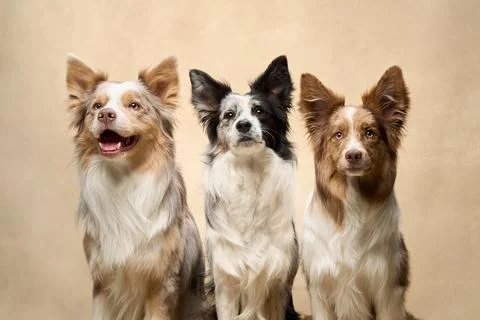 Four Border Collies posing in formation Stock Photos