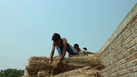 Four boys throw hay from the top of a stack low wide angle Stock Footage 84159082