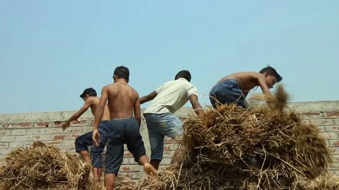 Four boys throw hay from the top of a hay stack Stock Footage 84160308