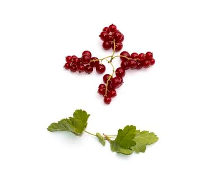 Four branches of currant on a white background Stock Photos