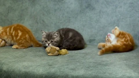 Four british kittens play Stock Footage 100989228