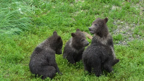 Four Brown Bear cubs playing together - Slow Motion 動画素材 329072658