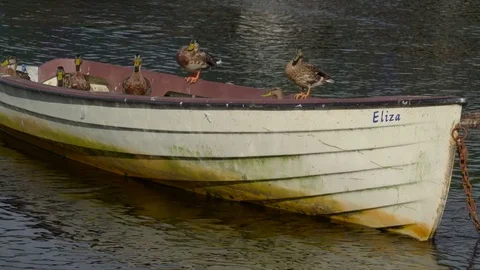 Four brown birds on the boat in the water in Ireland Stock Footage