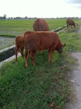 Four Brown Cows Stock Photos