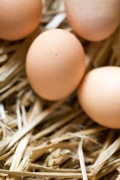 Four brown eggs on bed of straw Stock Photos