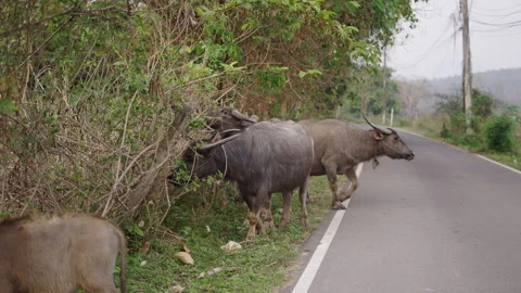 Four bubalus bubalis eating by the roadside Stock Footage 246589521