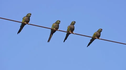 Four Burrowing Parrots Perched in a Row on Power Line Against Blue Sky Stock Footage 337209478