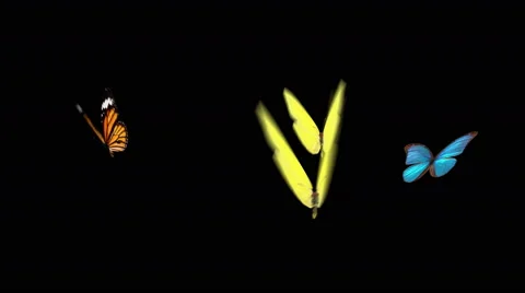 Four butterflies flying together in front view Stock Footage 44286443
