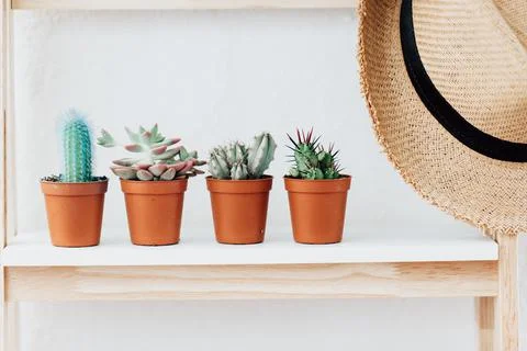 Four cacti on a shelf next to a straw hat Stock Photos