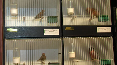 Four cages at birdshow Stock Footage 32825052