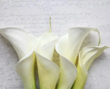 Four calla lilies on textured script Stock Photos