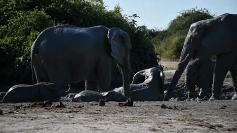 Four calves roll in mud beside adults — Part 5 Stock Footage 320845548