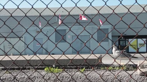 Four canadian canada flags blowing in wind next to each other from rooftop Stock Footage 249098287