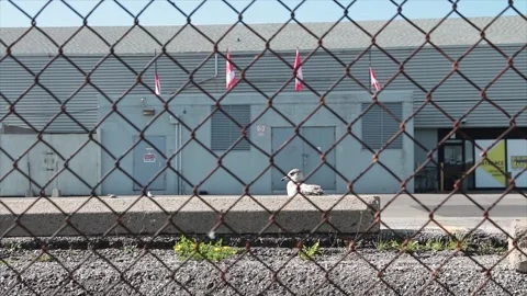 Four canadian canada flags blowing in wind next to each other from rooftop Stock Footage 249098450