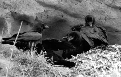 Four Carrion Crows sitting on their nest in a cliff Foto stock