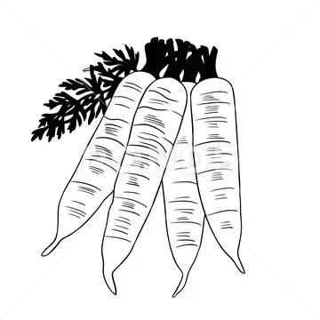 Four carrots art illustration black lines white background ~ Clip Art  #153860339