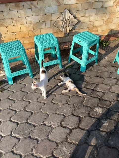 Four cat under the chair Stock Footage 321996882