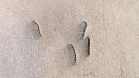 Four caterpillar climbing on the rough wall Video stock 80485992