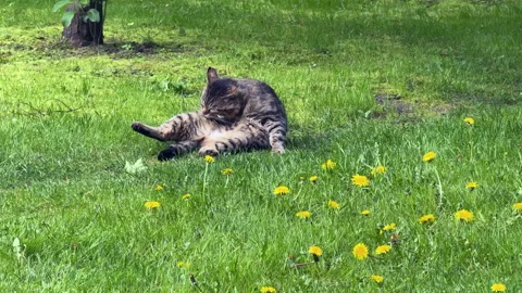 Four cats resting on green summer lawn in garden Stock Footage 310430010