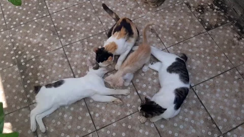 Four cats sitting on the floor Stock Footage 241506418